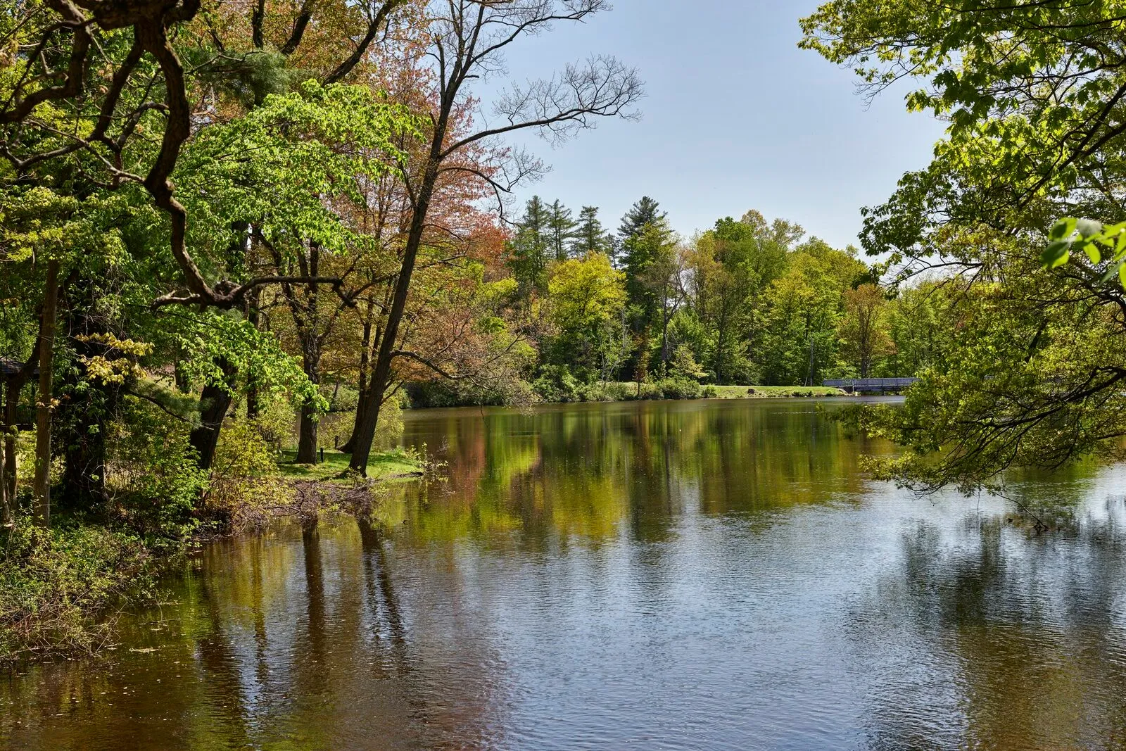 Paradise Pond on the Mount Holyoke College campus on a calm mid-May afternoon — a quiet, glassy stretch of water reflecting a rim of mature trees in early-leaf greens, one larger tree in the left foreground arching out over the bank with bare upper limbs and softer green growth below, scattered fallen leaves and reeds along the near shoreline, a low wooded ridge stretching across the far bank, and a hazy pale-blue sky overhead.