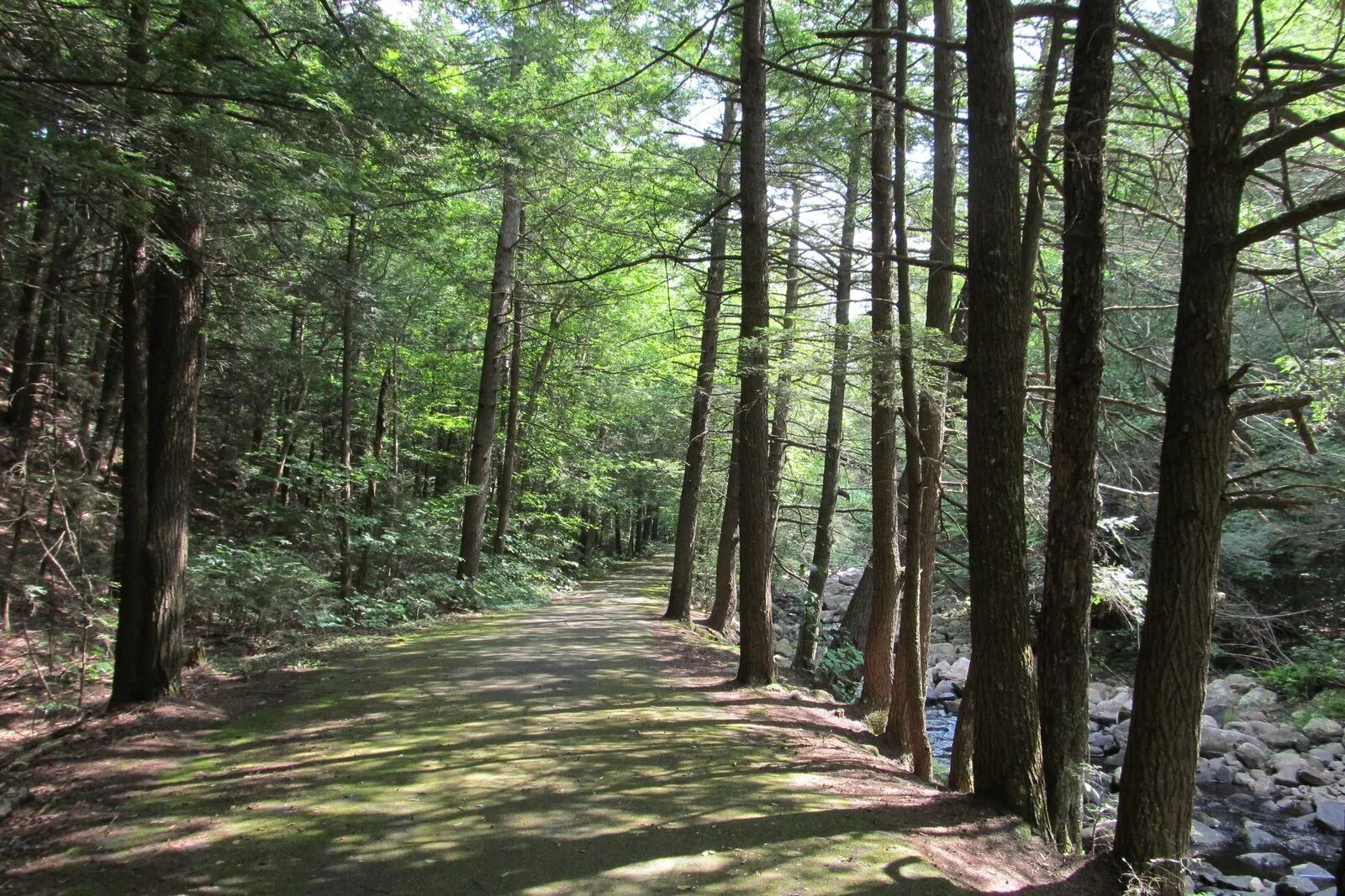 A wide dirt-and-gravel forest road in Granville State Forest on a bright summer day: the road bed running away from the camera covered in mossy green and dappled with sun and shade, tall straight hemlock and mixed-hardwood trunks rising from leaf-littered banks on both sides, an understory of low ferns and saplings between the trees, a glimpse of a stony embankment dropping toward the Hubbard River along the right edge, and patches of blue sky breaking through the high canopy.