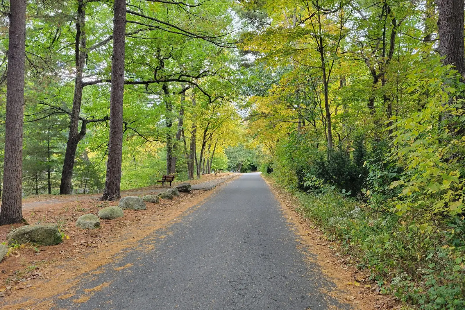 A wooded park lane in Look Park in Florence on an early-fall afternoon, with stone borders and benches under tall oaks.