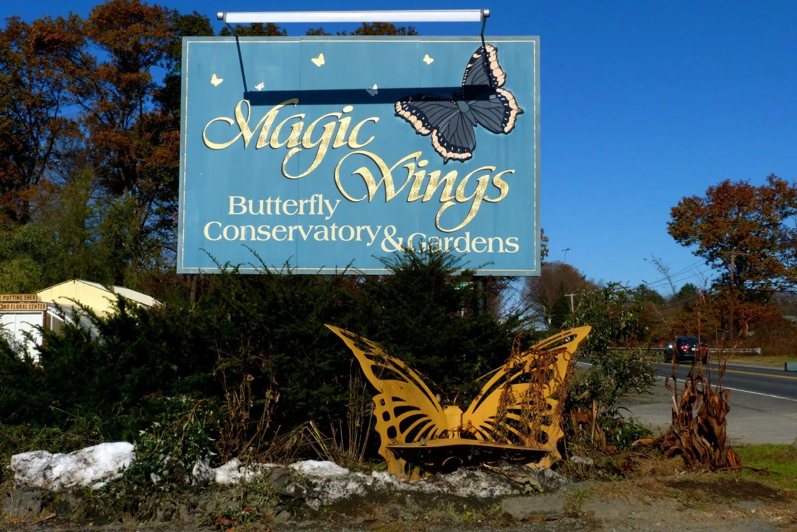 The Magic Wings Butterfly Conservatory roadside sign on a clear November afternoon. A slate-blue panel reads 'Magic Wings Butterfly Conservatory & Gardens' in gold script with a painted black-and-white butterfly perched on the right, a yellow metal butterfly silhouette rests on a low stone wall in front amid green shrubs, bare-branched trees and a few rust-colored autumn leaves frame the left, and the sky overhead is deep cloudless blue.