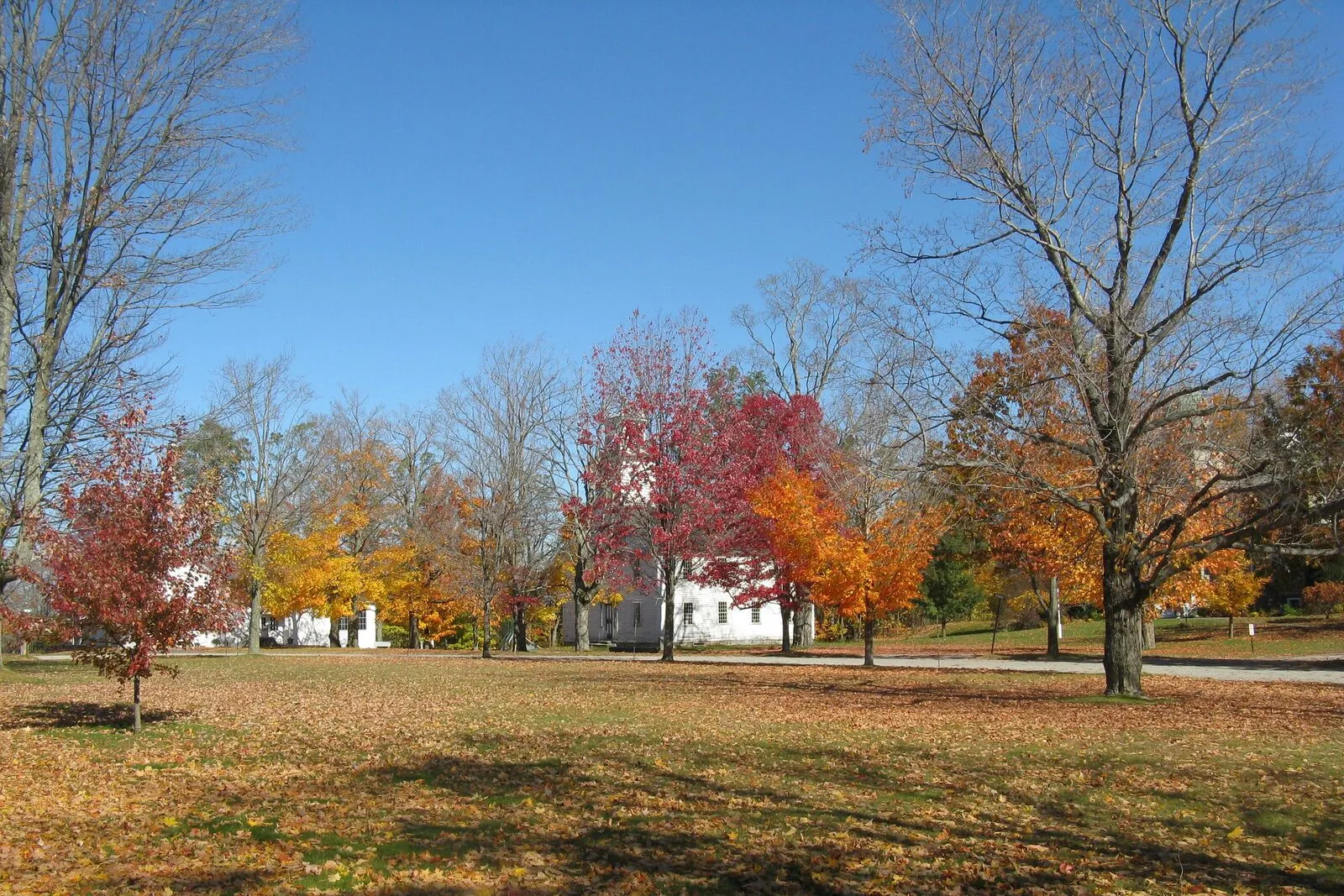 Looking south across the broad open lawn of the New Salem Town Common on a clear, blue-sky afternoon at peak fall foliage: a long string of mature deciduous trees in vivid red, orange, and yellow runs across the middle distance, a smaller red-leafed sapling stands alone in the left foreground above a carpet of fallen leaves, the white clapboard side wall and gable end of an early-19th-century Greek Revival academy building shows through the tree line in the center distance, and a leafless wide-canopied tree frames the right edge of the frame with a deep blue cloudless sky overhead.