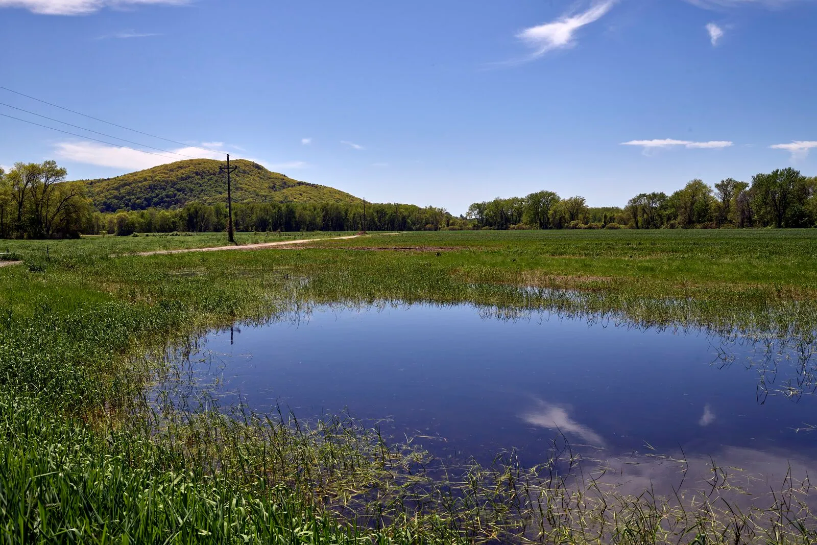 A small reedy pond in the meadow at the base of Skinner State Park on a sunny late-spring day — still water in the foreground reflecting a blue sky with a scattering of small clouds, green meadow grass and emerging cattails along the pond's near edge, a band of deciduous trees and a tall wooden utility pole crossing the middle ground, the long forested ridge of Mount Holyoke rising on the left under the sky, and a clear blue sky with a few thin cirrus clouds overhead.