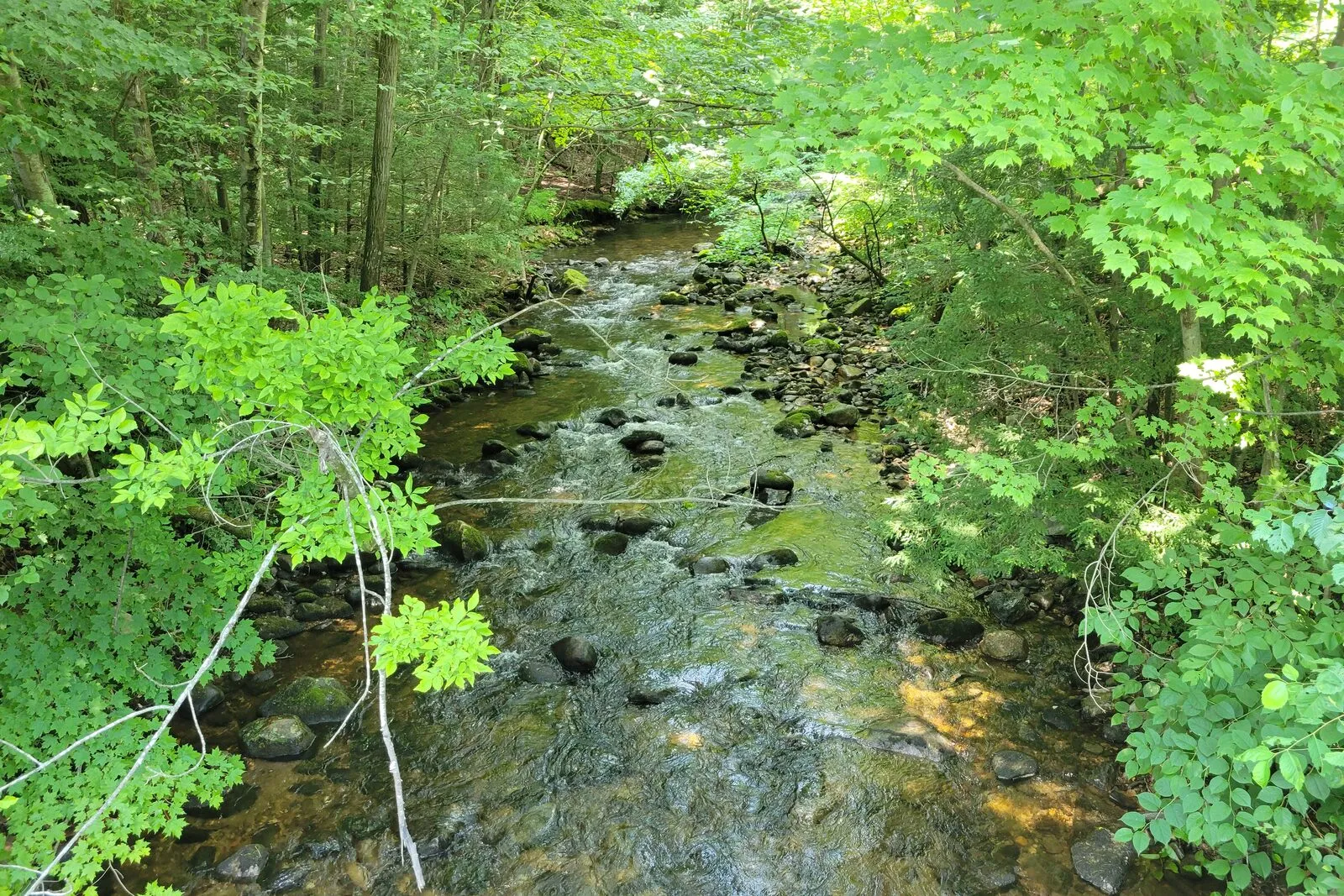 A shaded stretch of the upper Manhan River in Southampton on a sunny June afternoon — clear, shallow water threading over a wide cobble-and-boulder streambed, sunlight scattering off riffles in the middle distance, dense green leafy hardwoods overhanging both banks, low ferns and shrubs at the water's edge, and a few overhanging branches and dangling leaves framing the foreground from the right and left.