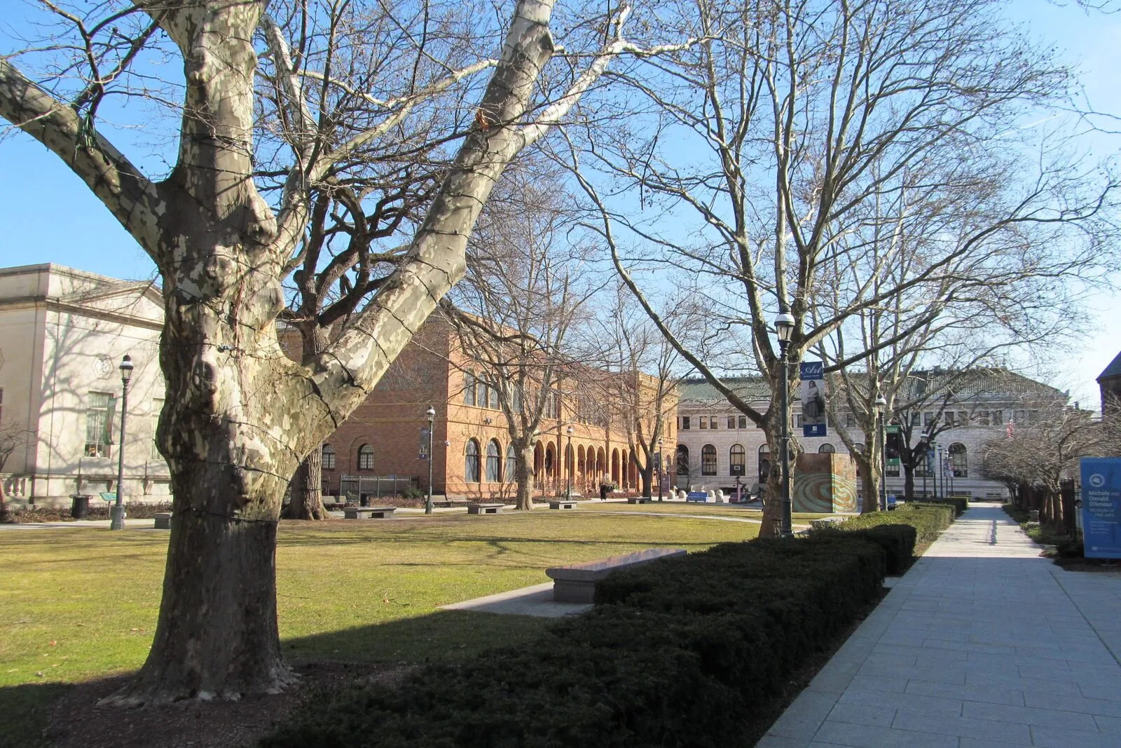 The Springfield Museums Quadrangle on a bright winter afternoon: a wide paved walkway lined with boxwood hedges leads past two mature sycamores with peeling white bark and bare branches, a red-brick museum building with a colonnaded entry stands in the middle distance, and the pale limestone wall of another museum is just visible on the left, under a clear blue sky.