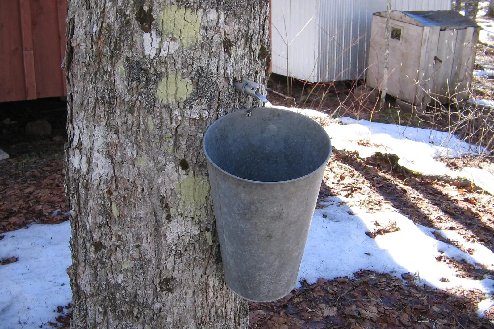 A galvanized metal sap bucket hanging from a tap on a lichen-mottled maple trunk in early spring — sunlit hardwood bark in the foreground, patches of crusty old snow on the brown leaf-littered ground, a small weathered wood-sided outbuilding visible through bare brush in the right background, and the clear shadows and low warm light typical of a sunny March afternoon in the Massachusetts hill towns.