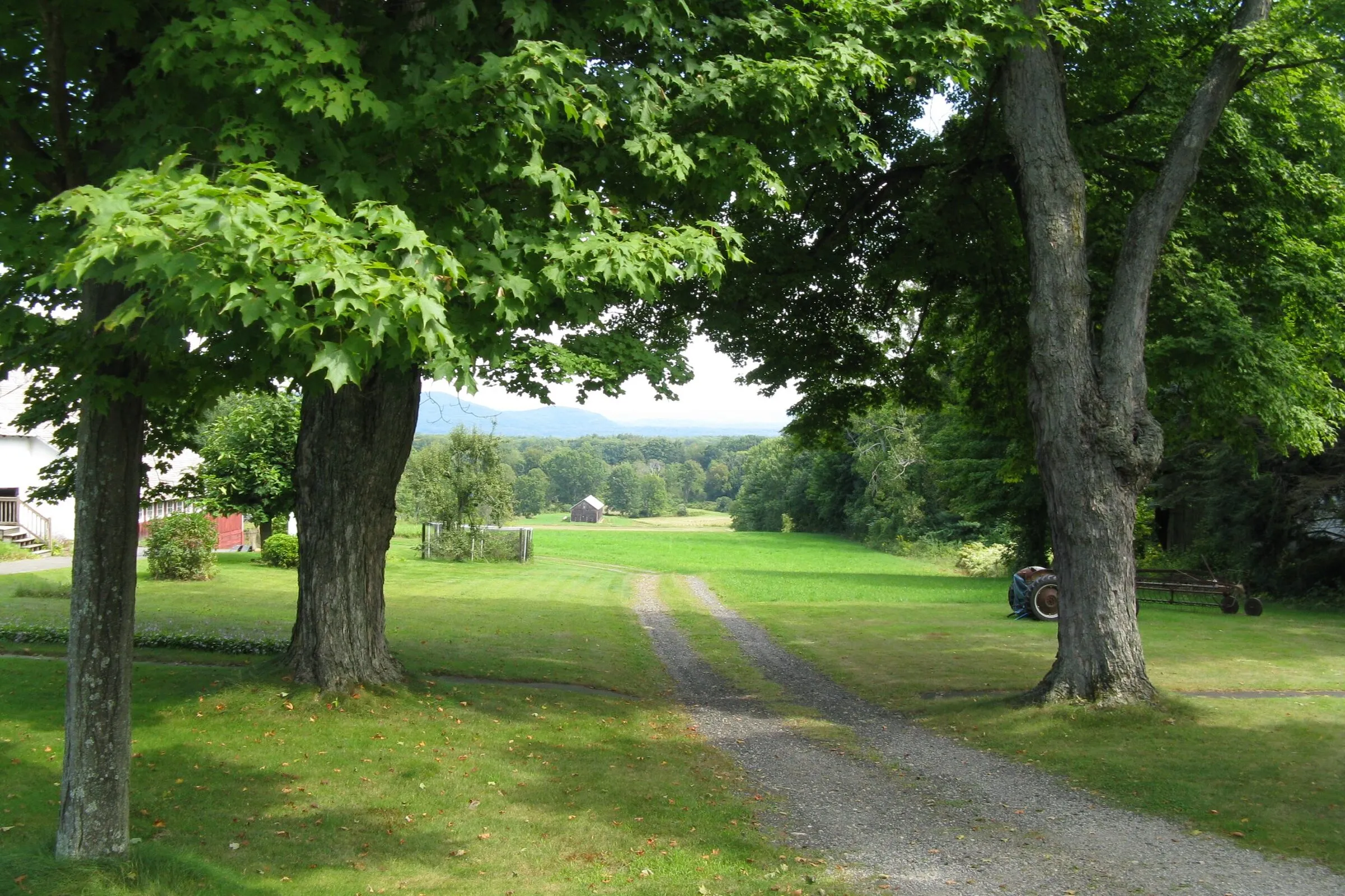A view east across a Whately farm on a sunny early-September afternoon, looking down a packed-dirt farm lane between two huge maples in full green leaf flanking the foreground, a green tractor working in mown hayfield to the right, a low farm building and a small red shed at left, broad mown fields stretching out to a band of dark trees along the Connecticut River in the middle distance, the long ridge of the Holyoke Range rising blue-gray across the valley beyond, and a hazy pale-blue summer sky overhead.