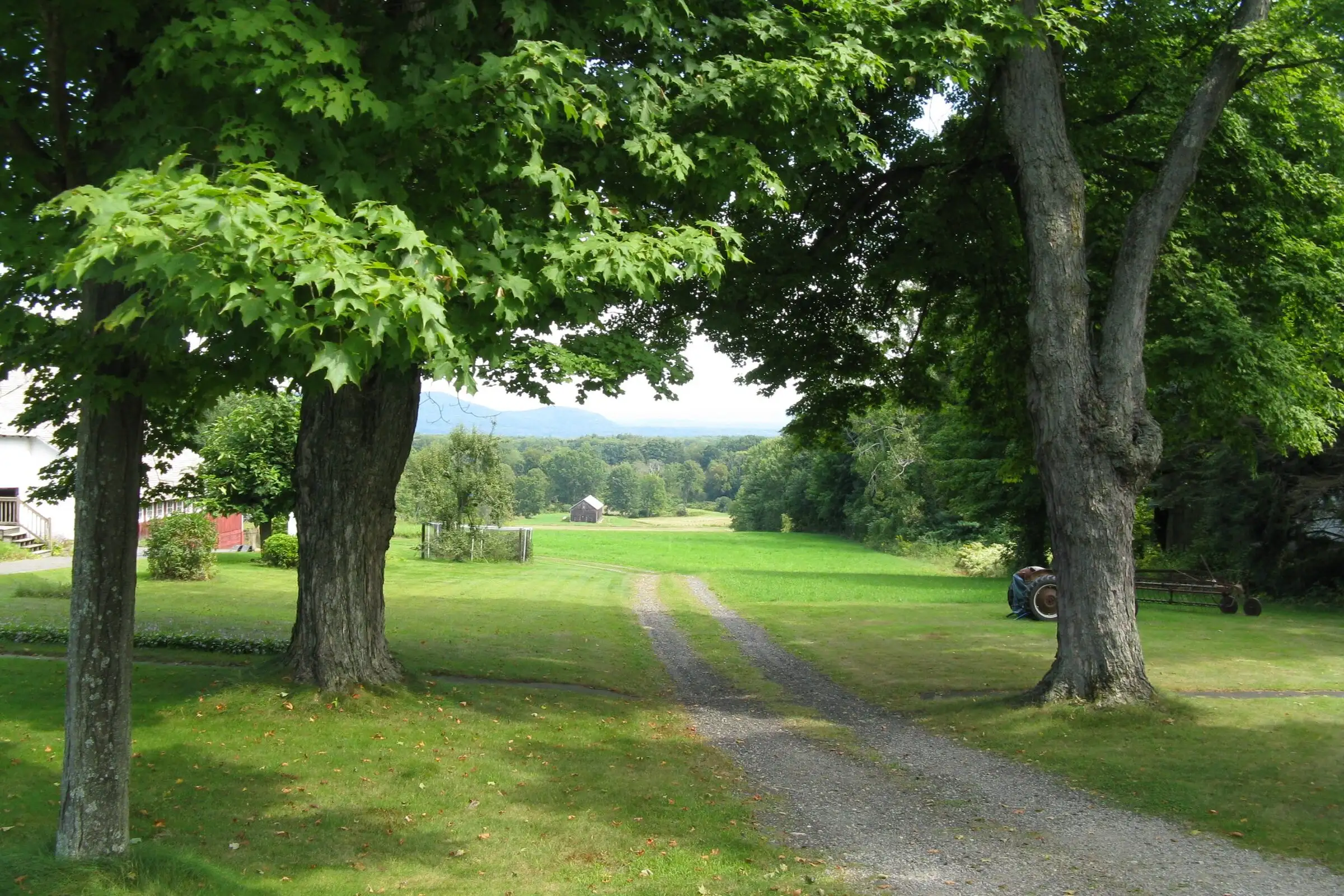 A view east across a Whately farm: two huge maples in full green leaf framing a dirt farm lane between mown summer pastures, with the Holyoke Range and the Connecticut River Valley in the distance.